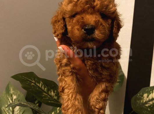 Ev Doğumlu Toypoodle Bebekler görsel