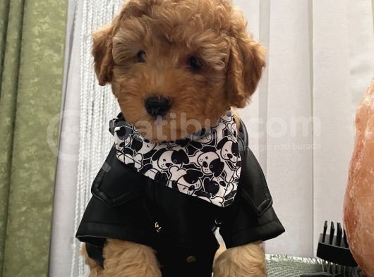 Ev Doğumlu Muhteşem Toypoodle Bebekler görsel
