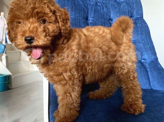 Mükemmel Kalitede Toypoodle Bebekler