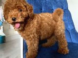 Peluş Oyuncak Tadında Toypoodle Bebekler