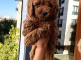 Mükemmel Kalitede Toypoodle Bebekler