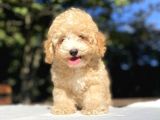 Orji̇nal Malti̇poo Bebekler