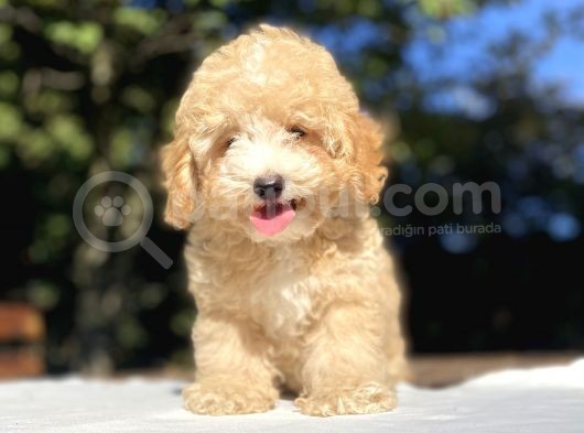 Orji̇nal Malti̇poo Bebekler görsel