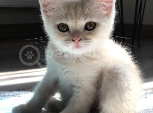 British Shorthair görsel