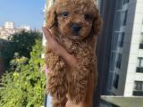 Sağlık Ve Ömür Boyu Irk Garantili Poodle Yavrular