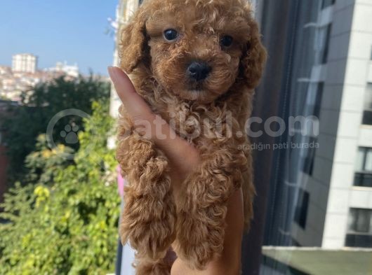 Sağlık Ve Ömür Boyu Irk Garantili Poodle Yavrular görsel