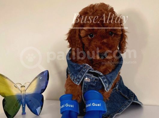 Karamelll.toypoodle ‘In Bebekleri görsel