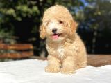 Orji̇nal Malti̇poo Bebekler