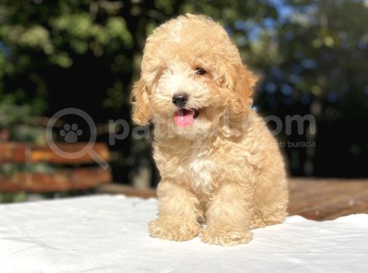 Orji̇nal Malti̇poo Bebekler