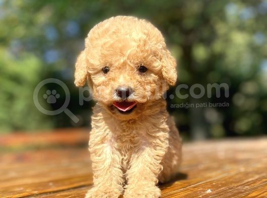 Sevi̇mli̇ Poodle Bebekleri̇mi̇z görsel