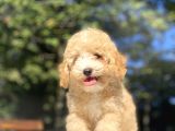 Orji̇nal Malti̇poo Bebekler