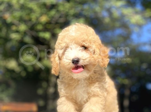 Orji̇nal Malti̇poo Bebekler görsel