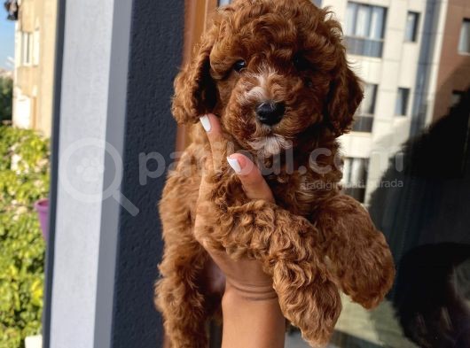 Mükemmel Kalitede Toypoodle Bebekler görsel