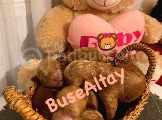Ev Doğumlu Toypoodle Bebekler