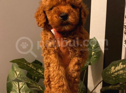 Sağlık Ve Ömür Boyu Irk Garantili Poodle Yavrular görsel