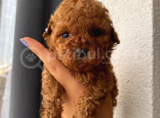 Ev Doğumlu Muhteşem Toypoodle Bebekler görsel