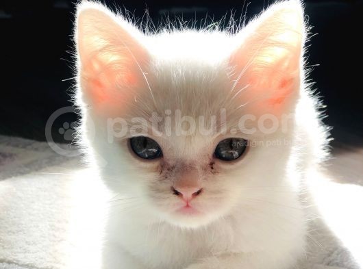 British Shorthair görsel