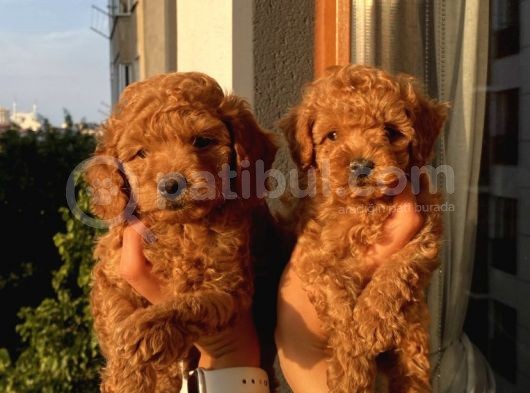 Ev Doğumlu Muhteşem Toypoodle Bebekler görsel