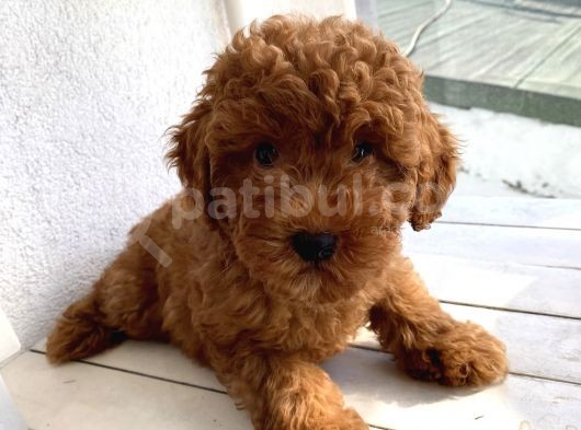 Mükemmel Kalitede Toypoodle Bebekler görsel
