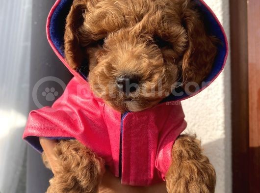 Peluş Oyuncak Tadında Toypoodle Bebekler