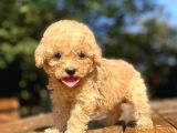 Sevi̇mli̇ Poodle Bebekleri̇mi̇z