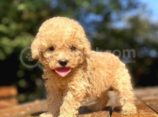 Sevi̇mli̇ Poodle Bebekleri̇mi̇z