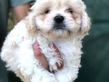 Maltipoo