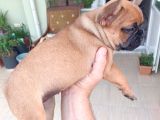 France Buldog Bebekler