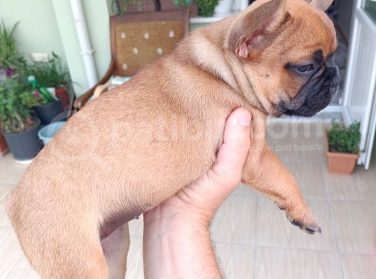 France Buldog Bebekler görsel
