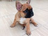 France Buldog Bebekler