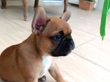 France Buldog Bebekler