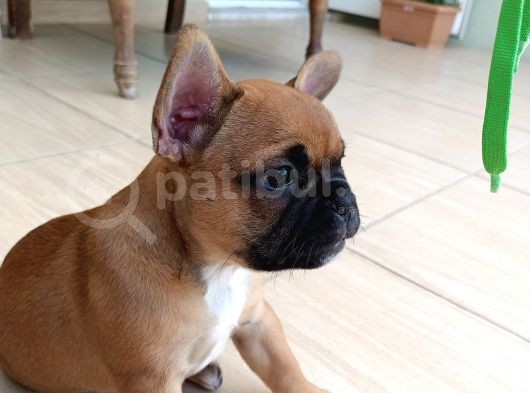 France Buldog Bebekler görsel