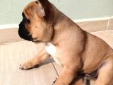 France Buldog Bebekler