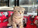 A+ Kali̇te Scottish Fold Golden Tabby
