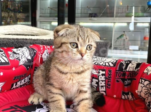 A+ Kali̇te Scottish Fold Golden Tabby görsel