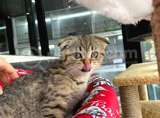 A+ Kali̇te Scottish Fold Golden Tabby görsel