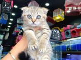 A+ Kali̇te Scottish Fold Golden Tabby
