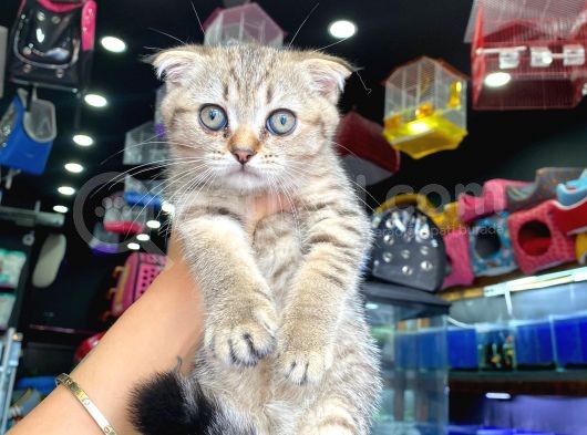A+ Kali̇te Scottish Fold Golden Tabby görsel