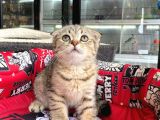 A+ Kali̇te Scottish Fold Golden Tabby