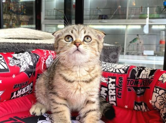 A+ Kali̇te Scottish Fold Golden Tabby