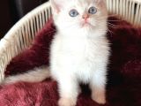 British Shorthai̇r Goldenpoi̇nt Ay1133