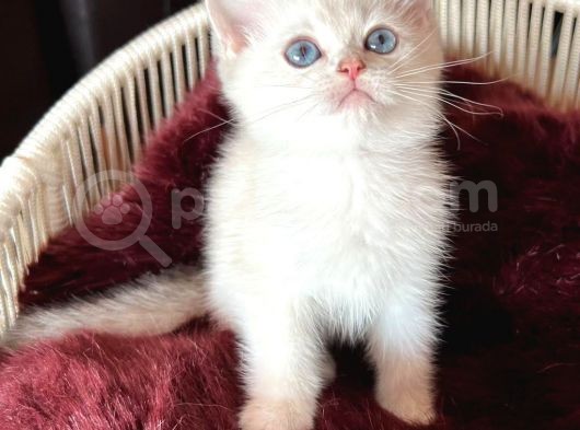 British Shorthai̇r Goldenpoi̇nt Ay1133 görsel