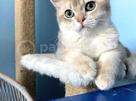 British Golden Short Hair Ay11 görsel