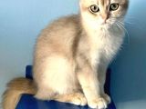 British Golden Short Hair Ay11