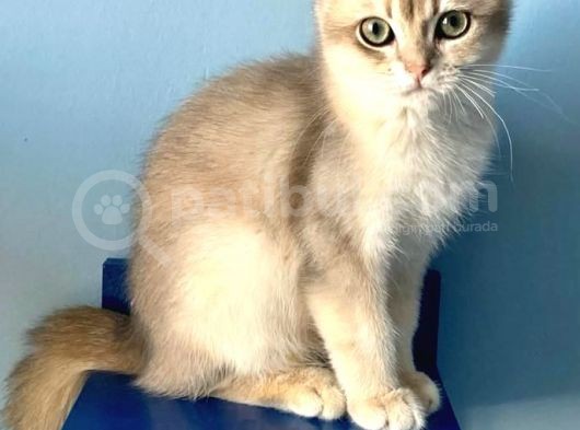 British Golden Short Hair Ay11 görsel