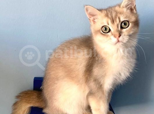 British Golden Short Hair Ay11 görsel