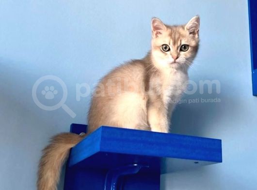British Golden Short Hair Ay11 görsel