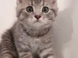 British Shorthai̇r Ve Longhai̇r Kedi̇ Sahi̇plendi̇rme