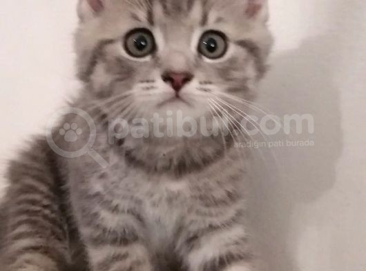 British Shorthai̇r Ve Longhai̇r Kedi̇ Sahi̇plendi̇rme görsel