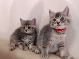 British Shorthai̇r Ve Longhai̇r Kedi̇ Sahi̇plendi̇rme